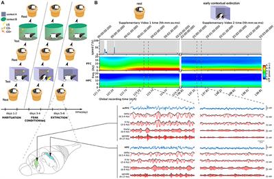 Discriminating Sleep From Freezing With Cortical Spindle Oscillations